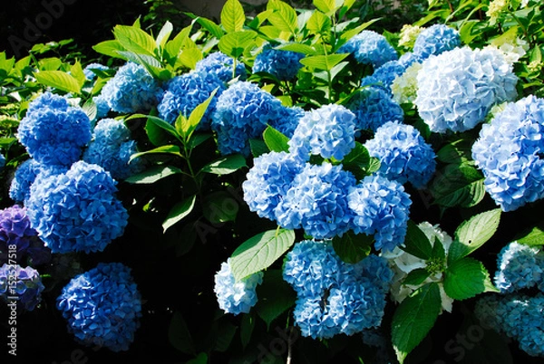 Obraz 鎌倉のアジサイ