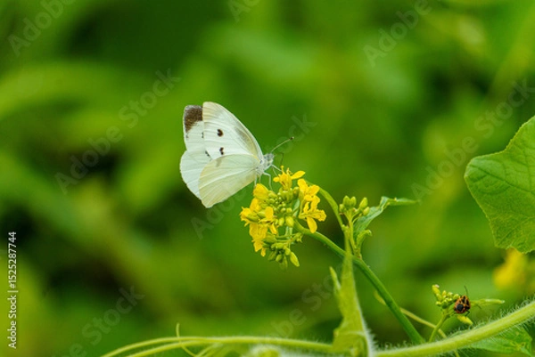 Obraz 菜の花の蜜を吸うモンシロチョウ