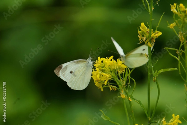 Obraz 菜の花の蜜を吸うモンシロチョウ
