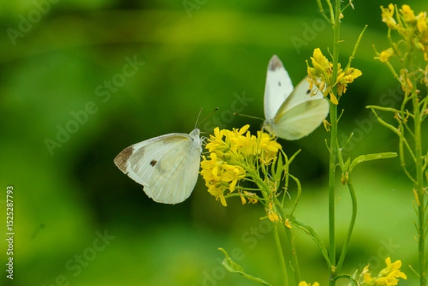 Obraz 菜の花の蜜を吸うモンシロチョウ