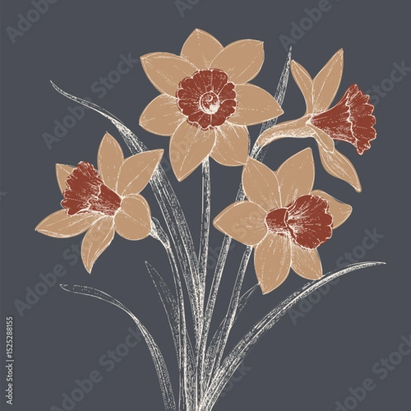 Fototapeta Beautiful daffodils with soft beige petals and rich red centers create charming floral arrangement against dark background