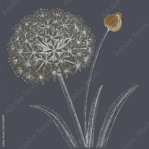 Fototapeta Beautifully illustrated flower with round, fluffy head and single bud, set against dark background, evokes sense of elegance and nature artistry