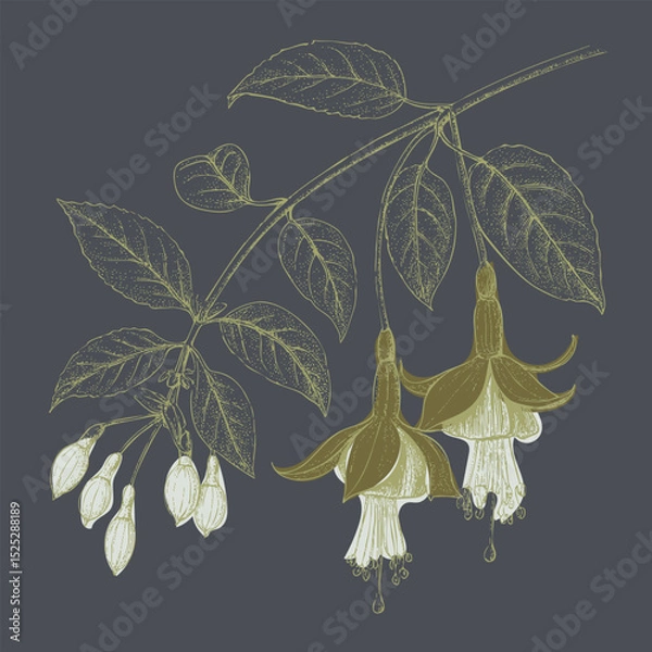 Fototapeta Delicate flower illustration featuring fuchsia blooms and leaves, showcasing intricate details and calming aesthetic
