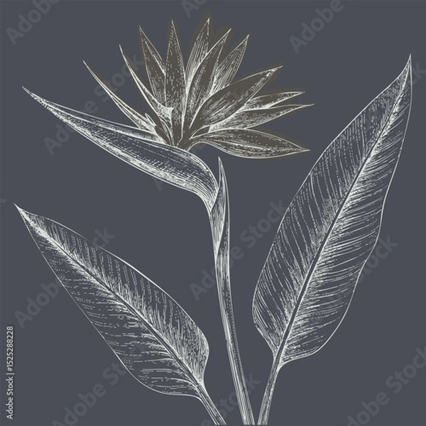 Fototapeta Detailed illustration of flower with long, elegant leaves, showcasing intricate lines and textures against dark background. design evokes sense