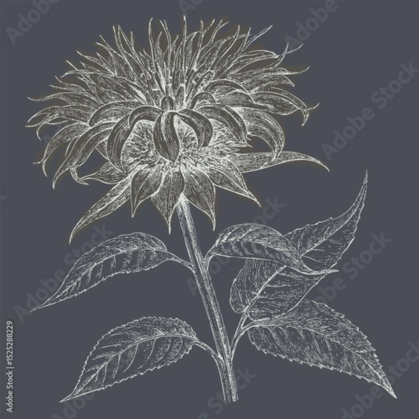 Fototapeta Detailed illustration of flower with intricate petals and leaves, showcasing its natural beauty and elegance. design features dark background that