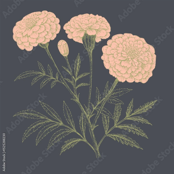 Fototapeta Beautiful marigold flowers with intricate details and soft colors create charming botanical illustration. design showcases elegance of nature