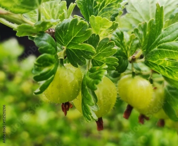Obraz Grüne Stachelbeeren reifen am Strauch