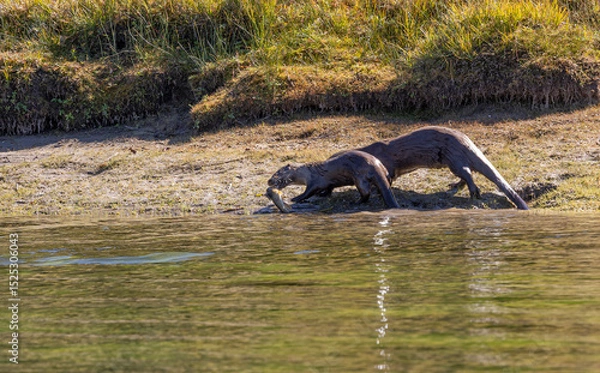 Fototapeta River Otters on the Bank of the Snake River in Wyoming in Autumn