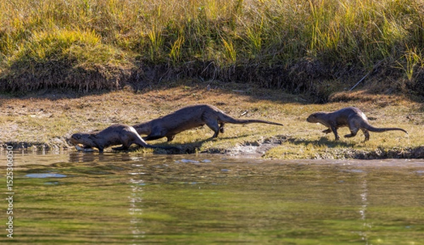 Fototapeta River Otters on the Bank of the Snake River in Wyoming in Autumn