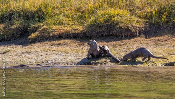 Fototapeta River Otters on the Bank of the Snake River in Wyoming in Autumn