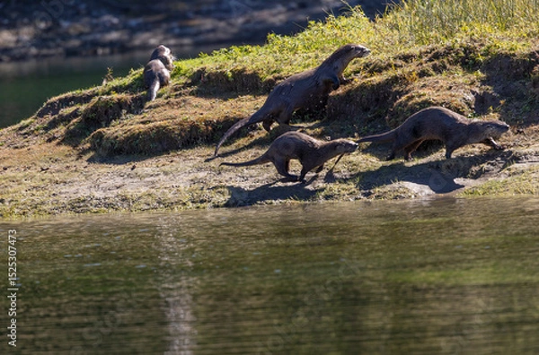 Fototapeta River Otters on the Bank of the Snake River in Wyoming in Autumn