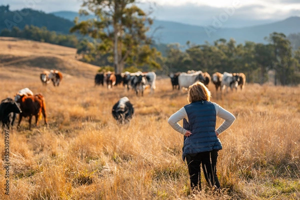 Obraz female australian farmer working in stock yards with a herd of cows, Hardworking Farmer Monitoring Cattle on a Rural Australian farm. innovation in agriculture with regenerative organic practices