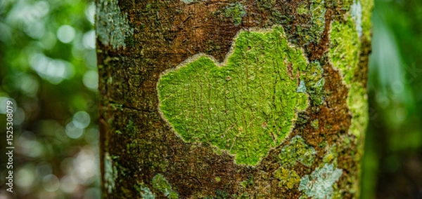 Obraz Herz aus Moos auf einem Baumstamm