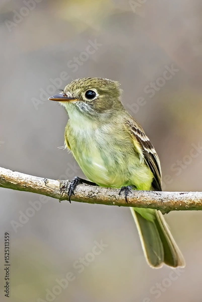 Obraz Least Flycatchet