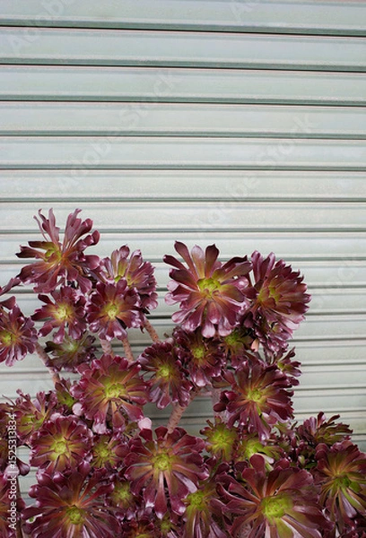 Fototapeta An Aeonium arboreum, also known as the tree aeonium, tree houseleek, or Irish rose. It is an evergreen succulent subshrub with fleshy with green door background 