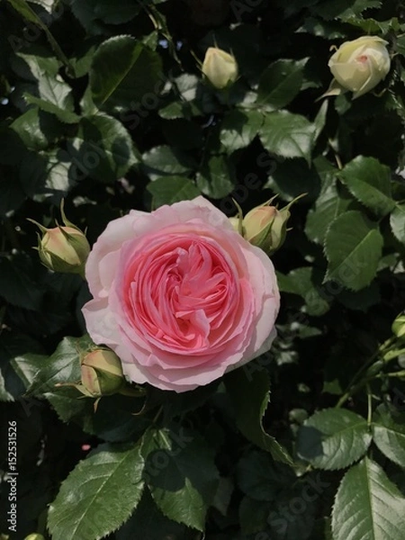 Fototapeta 可憐なバラ