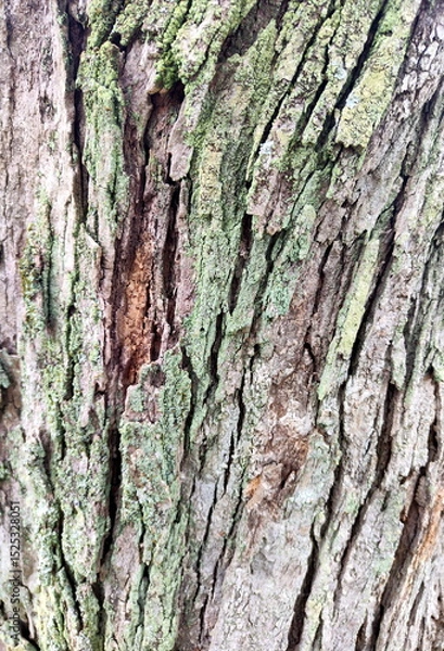 Fototapeta Photo of Tree Bark Texture with Lichen
