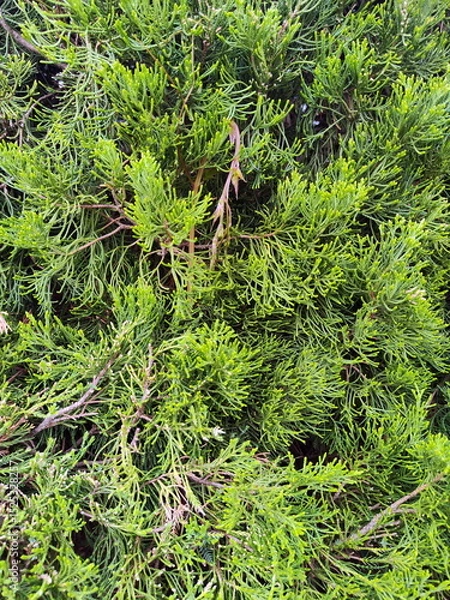 Fototapeta Close Up Photo of Pine Tree Branches