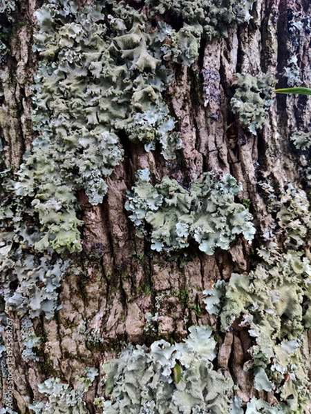 Fototapeta Photo of Tree Bark Texture with Lichen