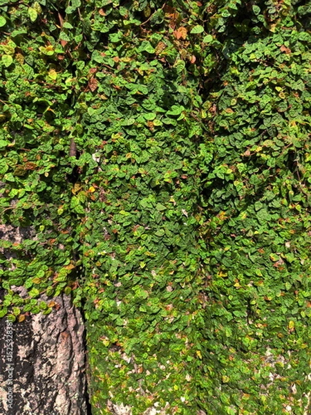 Fototapeta Close Up Photo of Tree with moss and leaves