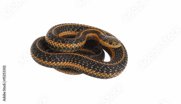 Obraz garter snake rolling.