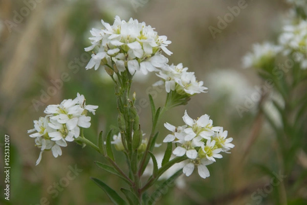 Obraz Blüten der Grau-Kresse