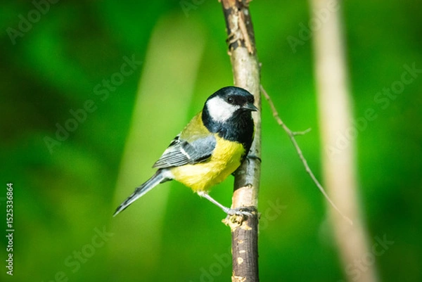 Fototapeta A great tit is sitting on a branch
