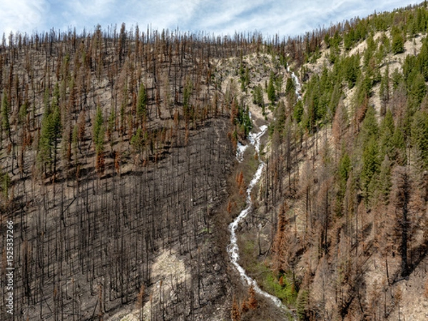Obraz Waterfall canyon in a fresh forest burn areas