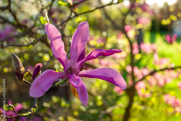 Fototapeta Close-up of a Magnolia susan flower in the garden