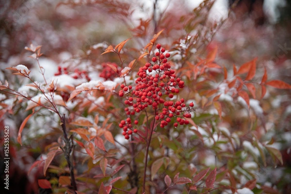 Fototapeta red berries of viburnum