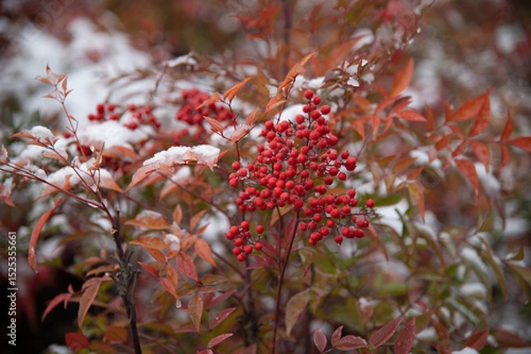 Fototapeta red berries in autumn