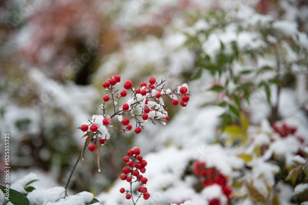 Obraz red berries in snow
