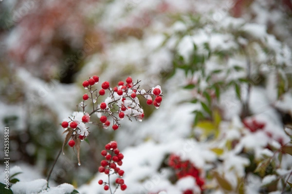 Obraz red berries in snow