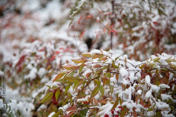 Fototapeta snow covered tree