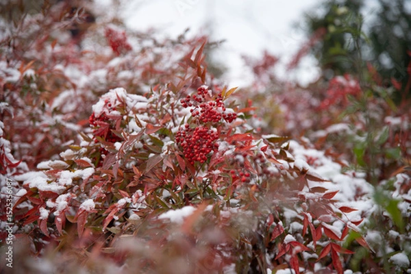 Fototapeta red and yellow leaves