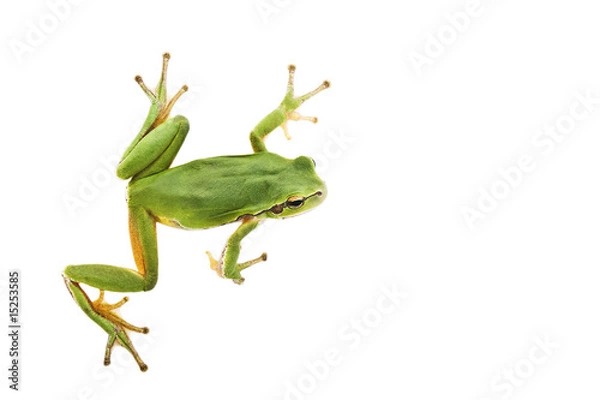 Fototapeta Tree frog