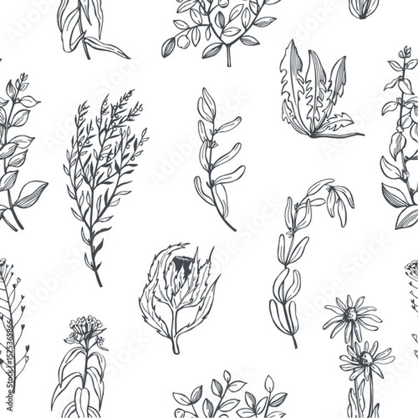 Obraz Hand-drawn wild medicinal herbs.   Vector seamless pattern.
