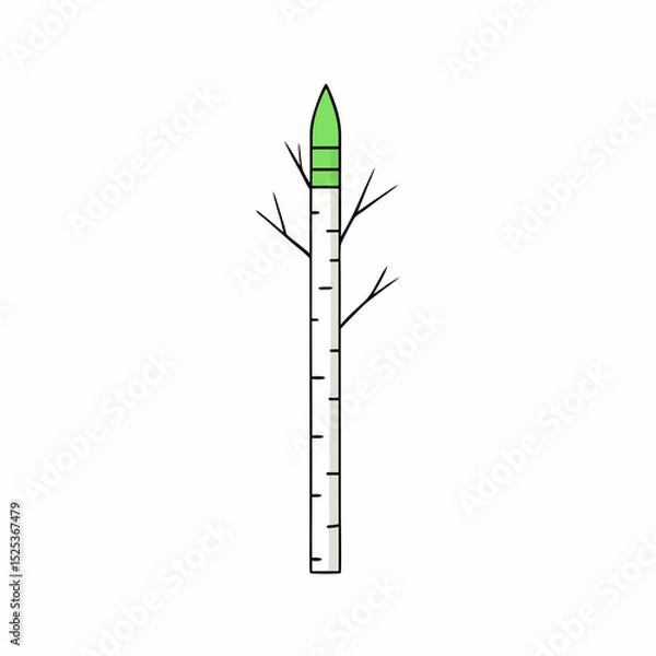 Obraz bamboo isolated on white background