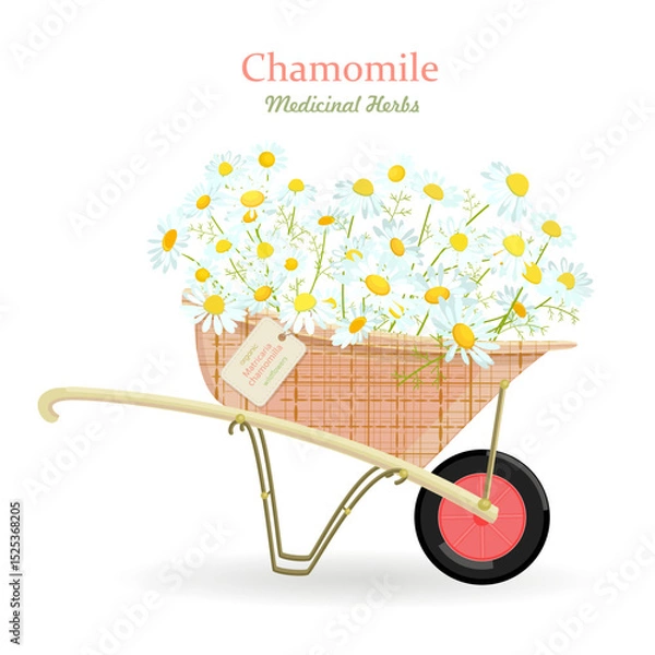 Fototapeta banner with a wheelbarrow of blooming chamomile flowers. card with camomile wildflowers in a cart with hang tag. medicinal herbal daisy in barrow with craft paper tag label