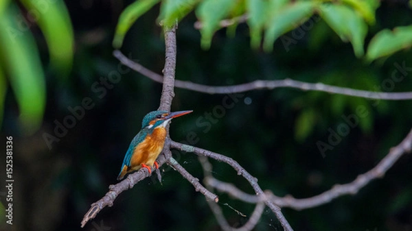 Fototapeta Kingfisher looking up at the sky / wild bird
