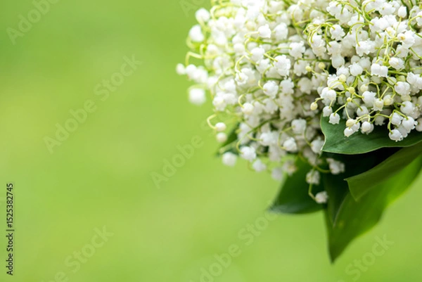 Fototapeta Bouquet of beautiful white lily of the valley flower on a green background, copy space
