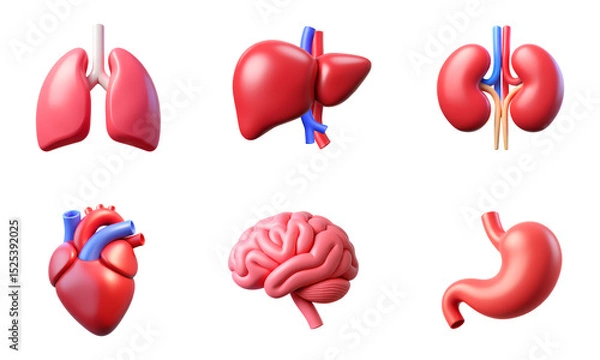 Fototapeta Lungs, Liver, Kidneys, Heart, Brain, Stomach, Organs, Set of 3D Anatomy Icons – Glossy Minimal Emoji Style, Isolated PNG objects