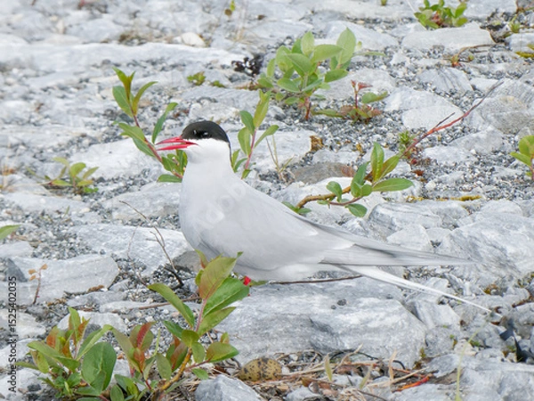 Obraz Sterna paradisaea is a coastal surface-feeding seabird belonging to the genus Sterna in the tern group (Sterninae), a group that is further included as a subfamily in the gull famly