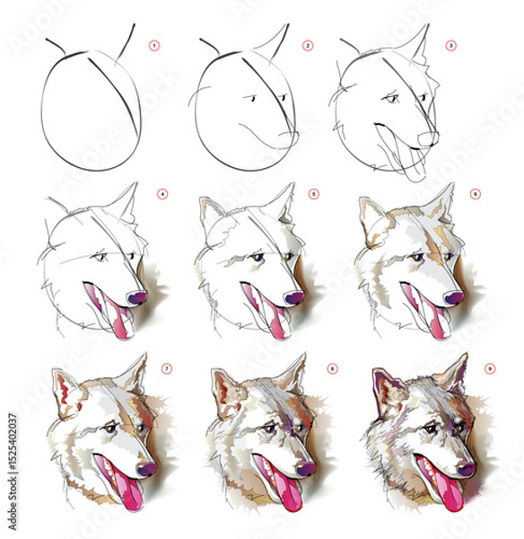 Fototapeta How to learn to draw an imaginary sketch of a wolf's head. Creation step by step watercolor painting. Educational page for artists. Develop artistic skills. Hand drawn vector illustration.