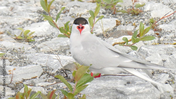 Obraz Sterna paradisaea is a coastal surface-feeding seabird belonging to the genus Sterna in the tern group (Sterninae), a group that is further included as a subfamily in the gull famly
