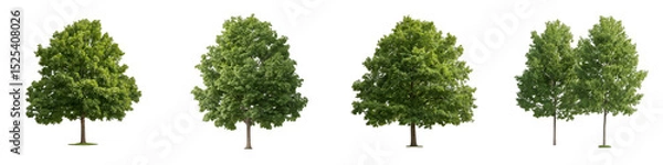 Fototapeta 4 Quercus robur frontal set street trees isolated png in sunny daylight on a white background perfectly cutout (common, English, European, French, Pedunculate, Polish, Truffle Oak) or trans 19192675 1