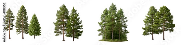 Fototapeta Pinus (Pine) trees and Pinus Sylvestr trees isolated png on a white background perfectly cutout or transparent 10976668 1