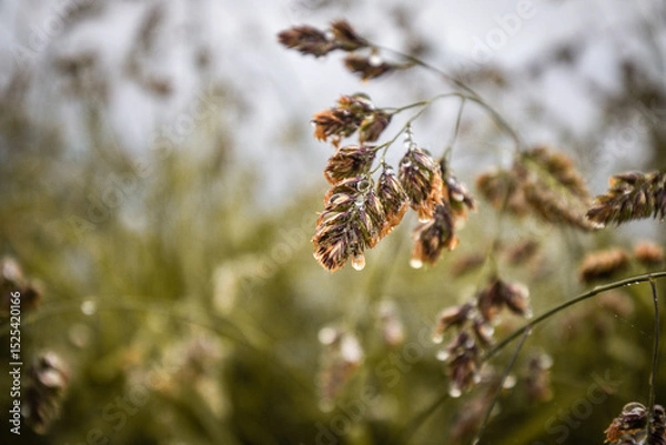 Obraz lush springtime meadow flower with raindrops close up