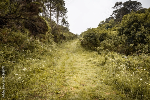 Obraz hiking in summer on the grassy green wet forest path 