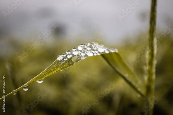 Obraz close up of raindrop on green grass leaf